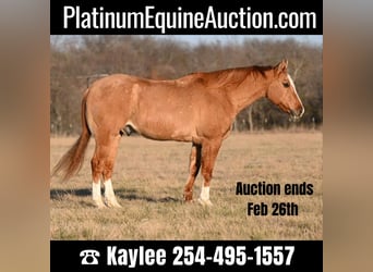 American Quarter Horse, Wallach, 14 Jahre, Falbe, in Waco TX,