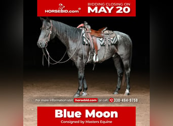 Quarter horse américain, Hongre, 12 Ans, 147 cm, Rouan Bleu, in Dalton,