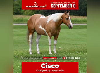 Paint Horse, Hongre, 7 Ans, 150 cm, Palomino, in Randolph, MN,