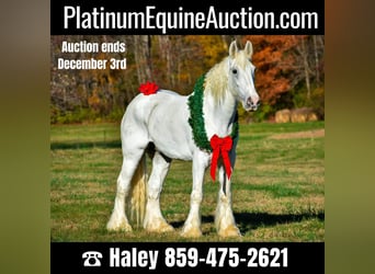 Shire Horse, Gelding, 12 years, 18 hh, White, in Ewing TX,
