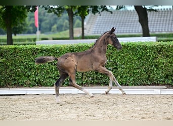 Hengst 