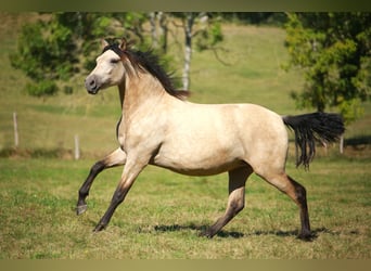 PRE, Mare, 3 years, 15.2 hh, Dun, in CAUMONT,