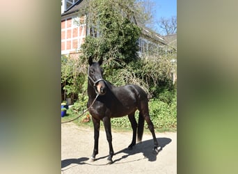 Trakehner, Ruin, 3 Jaar, 165 cm, Zwartbruin, in Lüneburg,