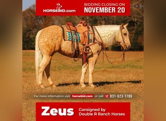 Quarter horse américain, Hongre, 10 Ans, 157 cm, Palomino, in Lyles, TN,