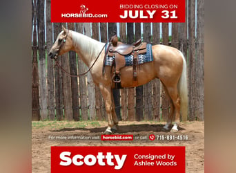 Quarter horse américain, Hongre, 6 Ans, 165 cm, Palomino, in Stephenville, TX,