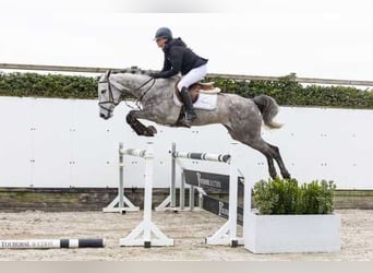 Zangersheide, Giumenta, 5 Anni, 164 cm, Sauro scuro, in Waddinxveen,