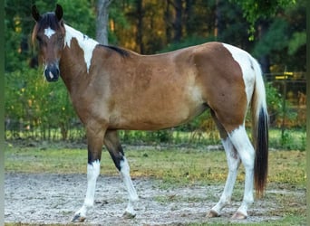 Paso Fino, Merrie, 3 Jaar, 135 cm, Gevlekt-paard, in Poplarville, MS,