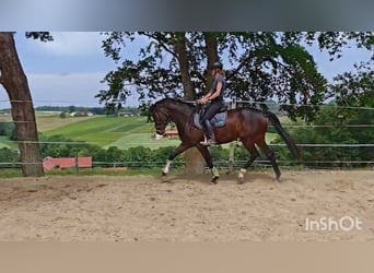 Oldenburg, Giumenta, 5 Anni, 163 cm, Baio scuro, in Sankt Wolfgang