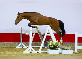 Fler ponnyer/små hästar, Hingst, 3 år, 147 cm, Brun, in Waddinxveen,
