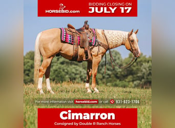 Quarter horse américain, Hongre, 10 Ans, 152 cm, Palomino, in Lyles, TN,