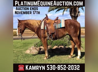 American Quarter Horse, Ruin, 11 Jaar, 152 cm, Roodvos, in Pleasant Grove CA,