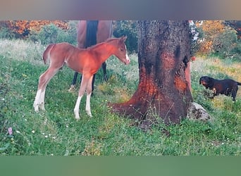 Pura Raza Árabe, Semental, 2 años, 153 cm, Alazán, in ZAFRA