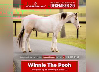 American Quarter Horse Mix, Wallach, 4 Jahre, 137 cm, Schecke, in Ocala