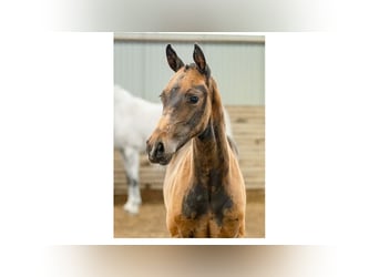 Stallion 
