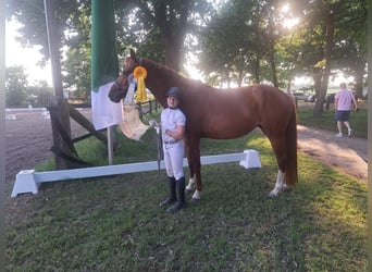 Duitse rijpony, Merrie, 6 Jaar, 153 cm, Vos, in Burgdorf