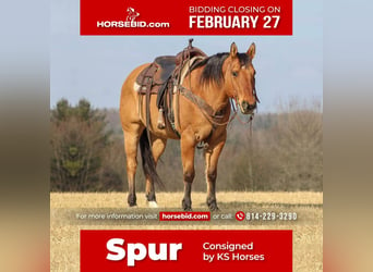 Quarter horse américain, Hongre, 12 Ans, 152 cm, in Clarion, PA,