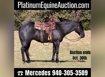 American Quarter Horse, Wallach, 6 Jahre, 155 cm, Roan-Blue, in Cleburne, TX,