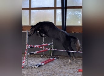 Polnisches Warmblut, Stute, 4 Jahre, 167 cm, Schimmel, in Papenhagen,