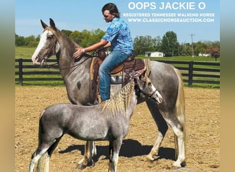 Tennessee walking horse, Merrie, 12 Jaar, 152 cm, Roan-Red, in Mayslick, KY,