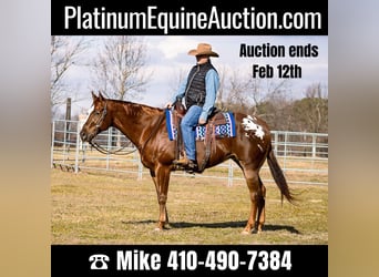 American Quarter Horse, Gelding, 13 years, 16 hh, Sorrel, in Mountain Grove MO,