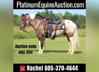 American Quarter Horse, Wallach, 10 Jahre, 135 cm, Dunkelfuchs, in Rusk TX,