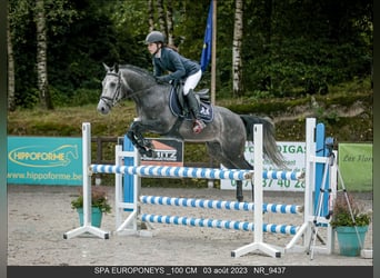 Belgijski wierzchowy, Ogier, 6 lat, 145 cm, Siwa