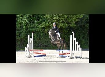 Belgische Rijpony, Hengst, 6 Jaar, 145 cm, Schimmel