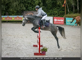 Belgische Rijpony, Hengst, 6 Jaar, 145 cm, Schimmel