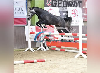 Belgische Rijpony, Hengst, 6 Jaar, 145 cm, Schimmel