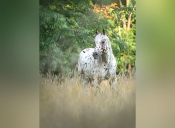 Appaloosa, Hengst, 6 Jahre, 158 cm, Tigerschecke