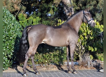 German Riding Pony, Stallion, 11 years, 14.1 hh, Dun