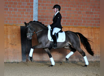 German Riding Pony, Stallion, 11 years, 14.1 hh, Dun