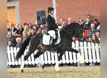 Pony tedesco, Stallone, 13 Anni, 146 cm, Falbo