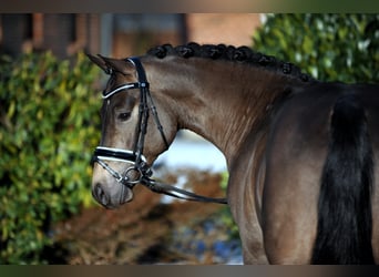 Pony tedesco, Stallone, 13 Anni, 146 cm, Falbo