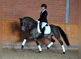 Pony tedesco, Stallone, 13 Anni, 146 cm, Falbo