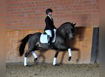 Pony tedesco, Stallone, 13 Anni, 146 cm, Falbo