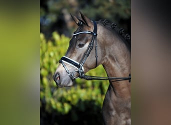 Pony tedesco, Stallone, 13 Anni, 146 cm, Falbo