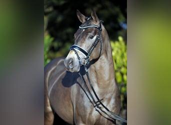 Pony tedesco, Stallone, 13 Anni, 146 cm, Falbo