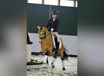 German Riding Pony, Stallion, 15 years, Dun