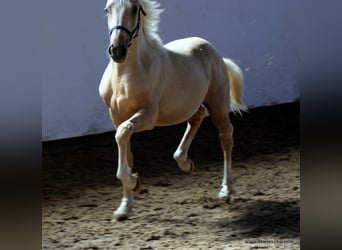 German Riding Pony, Stallion, 15 years, Dun