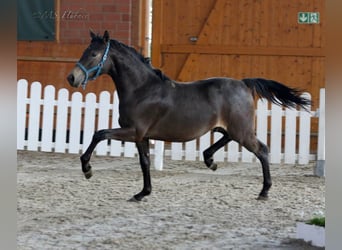 Pony tedesco, Stallone, 17 Anni, Falbo
