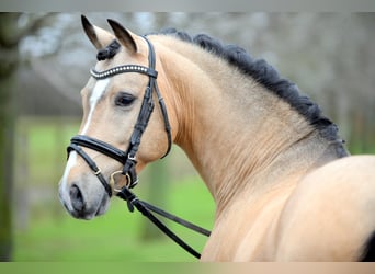 Pony tedesco, Stallone, 17 Anni, Falbo