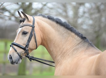 Pony tedesco, Stallone, 17 Anni, Falbo