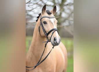 Pony tedesco, Stallone, 17 Anni, Falbo