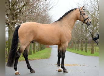 Pony tedesco, Stallone, 17 Anni, Falbo