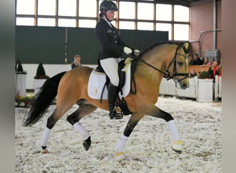 Pony tedesco, Stallone, 17 Anni, Falbo