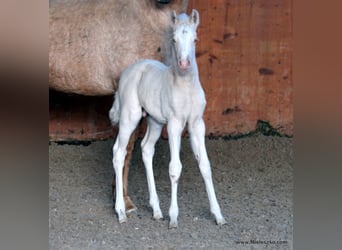 Pony tedesco, Stallone, 17 Anni, Falbo