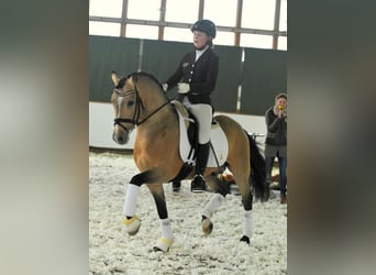 Pony tedesco, Stallone, 17 Anni, Falbo