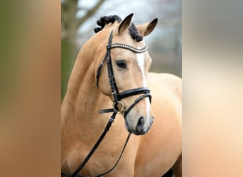 Pony tedesco, Stallone, 17 Anni, Falbo