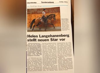Duitse rijpony, Hengst, 15 Jaar, 146 cm, Falbe